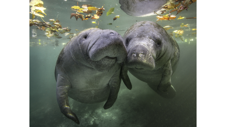 Two manatee nuzzle at the surface with fall leaves