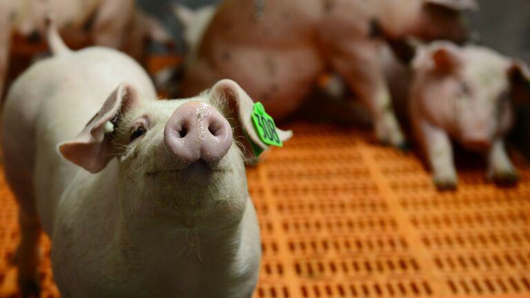 GERMANY-AGRICULTURE-FAIR