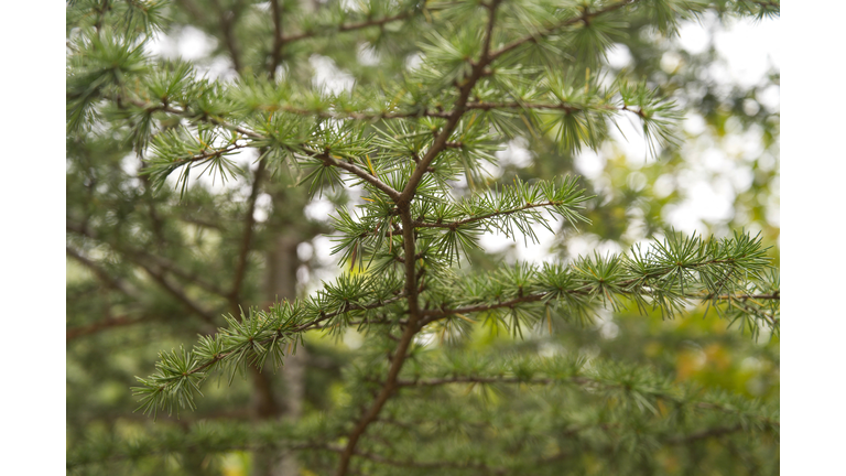 FRANCE-POLITICS-NATURE-ENVIRONMENT-FOREST-AGRICULTURE