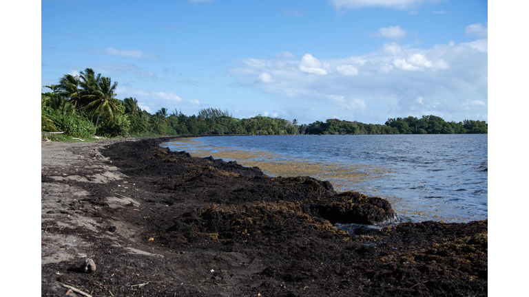 FRANCE-OVERSEAS-ENVIRONMENT-SEAWEED