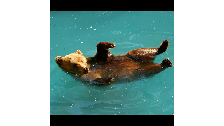 Bear in pool