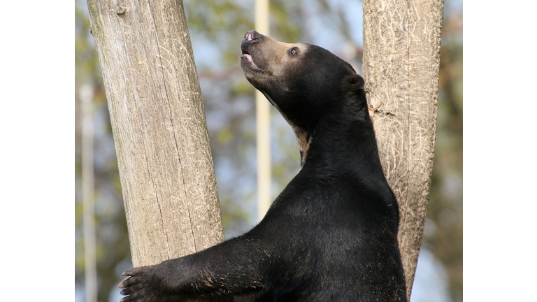 Sun bear in search of honey