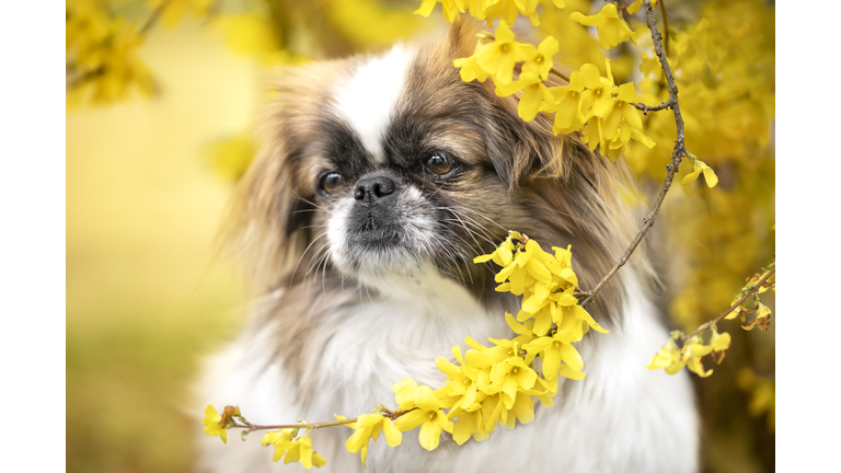 Spring portrait of a Pekingese dog