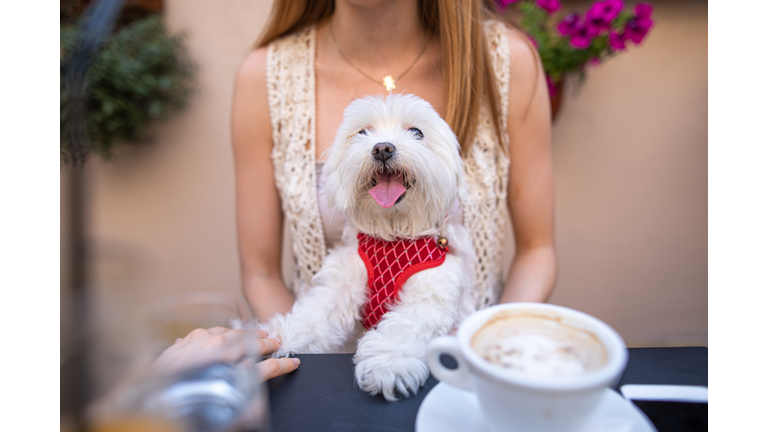 Cute little white lap dog and a cup of coffee