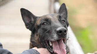 Bad mood?  Hug a dog!