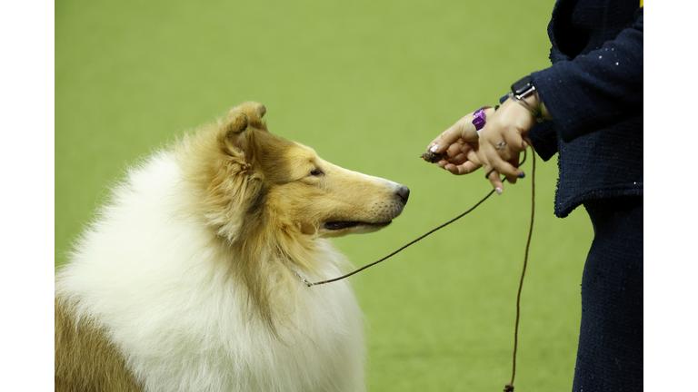 147th Annual Westminster Kennel Club Dog Show Presented by Purina Pro Plan