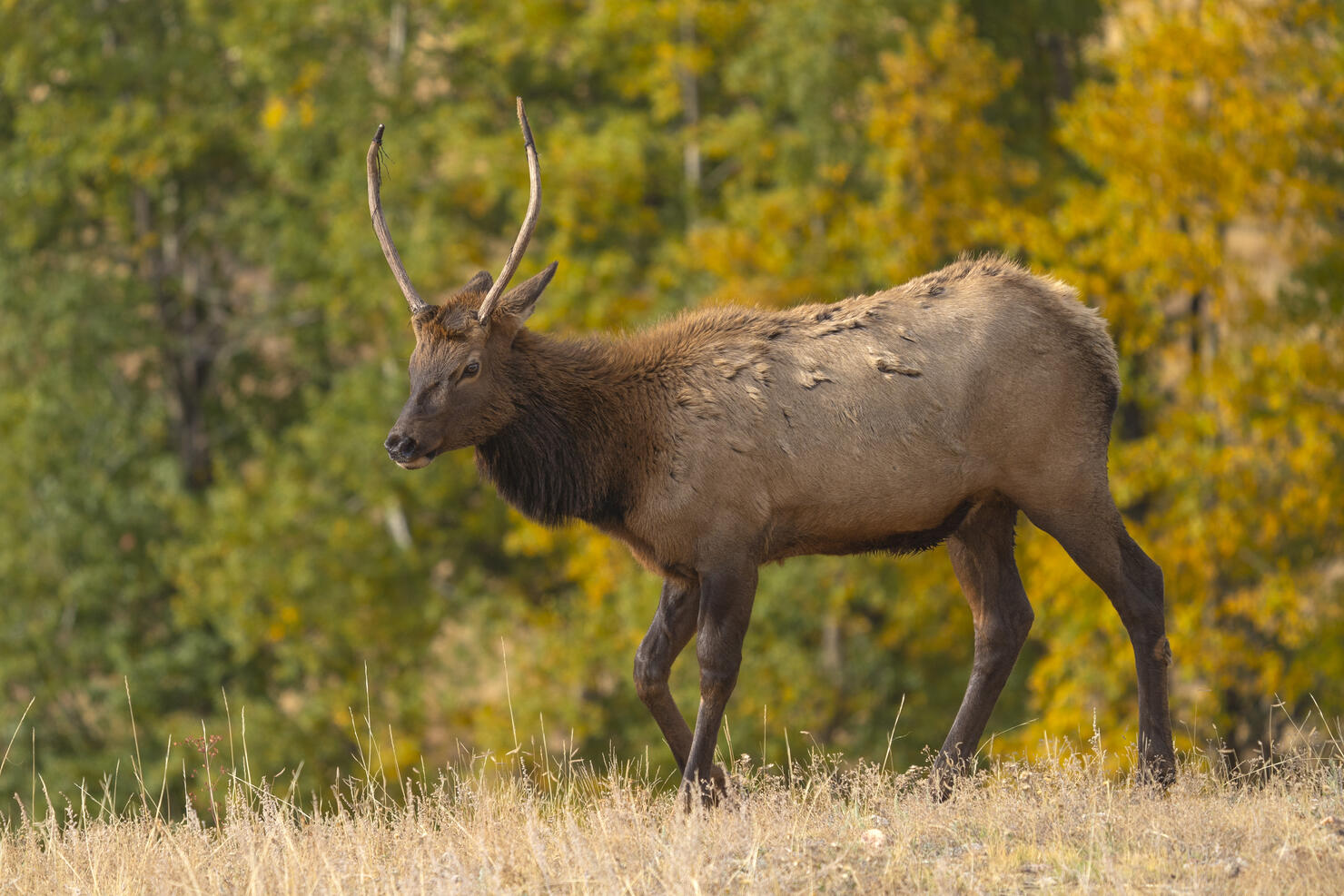 Elk Rut in Rocky Mountain National Park, CO