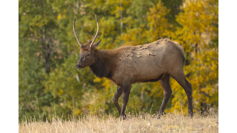 Elk Rut in Rocky Mountain National Park, CO
