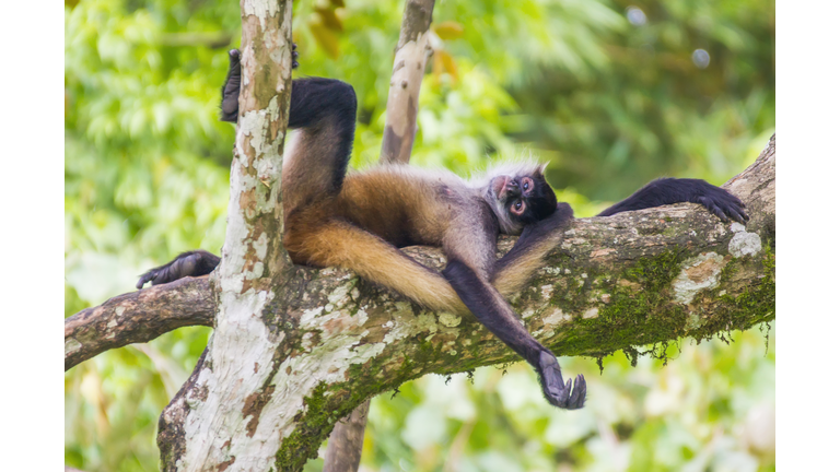 Lazy Black-Handed Spider Monkey