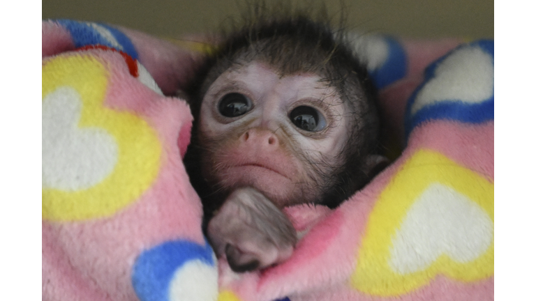 COLOMBIA-ZOO-SPIDER MONKEY