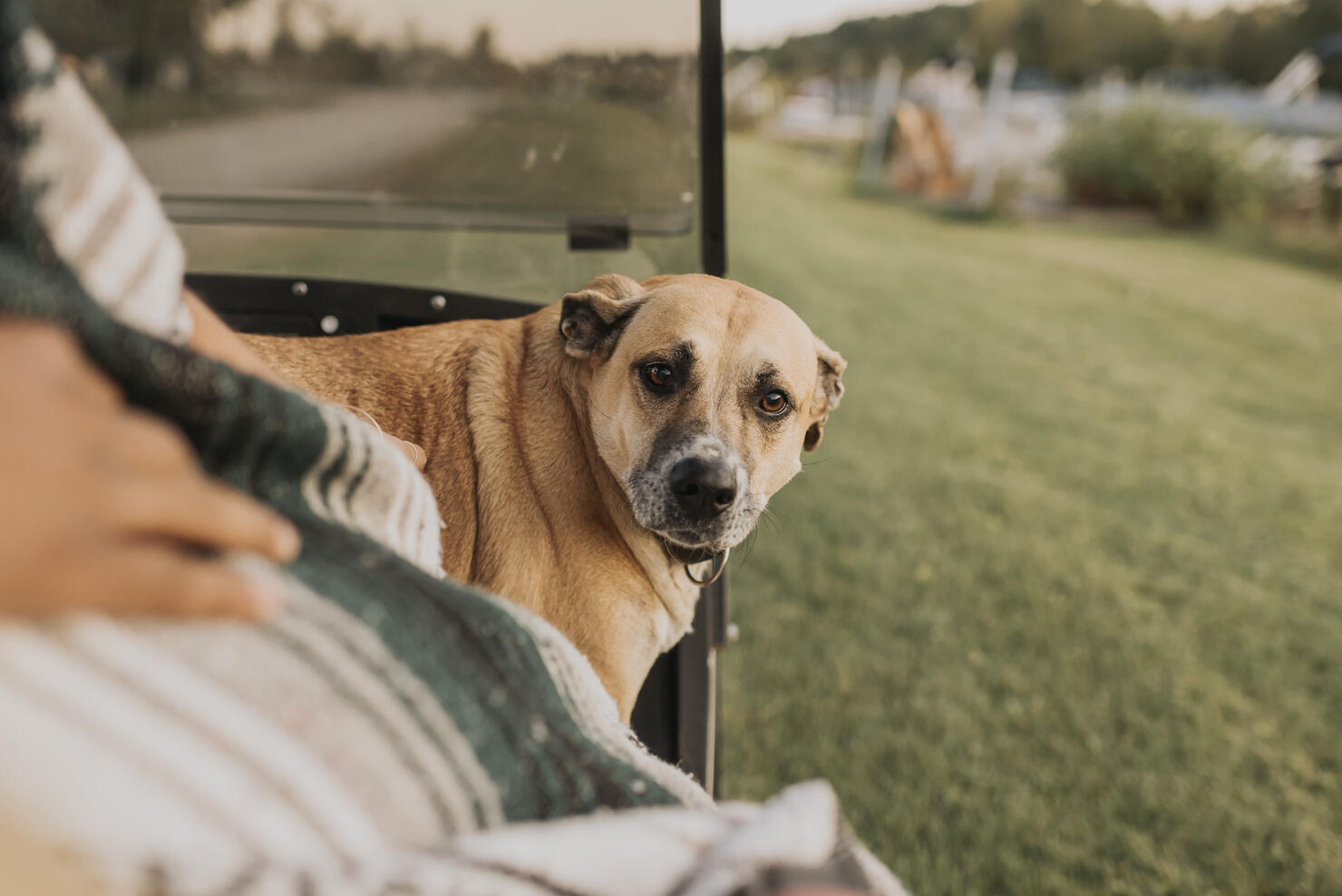 Dog staring while sitting by man in golf cart