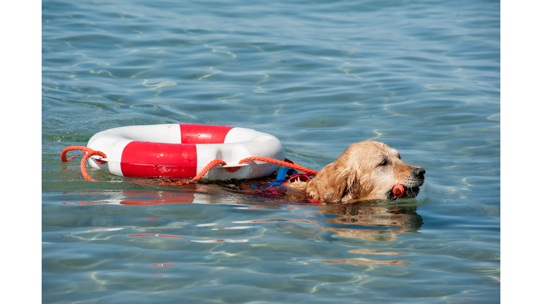 Lifeguard dogs and instructor at the beach.