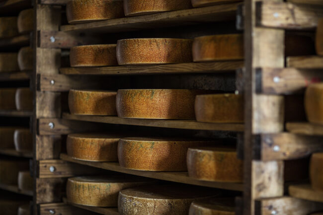 Cheese loafs maturing on shelves in cheese factory