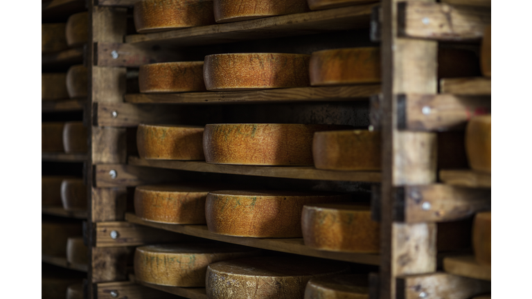 Cheese loafs maturing on shelves in cheese factory