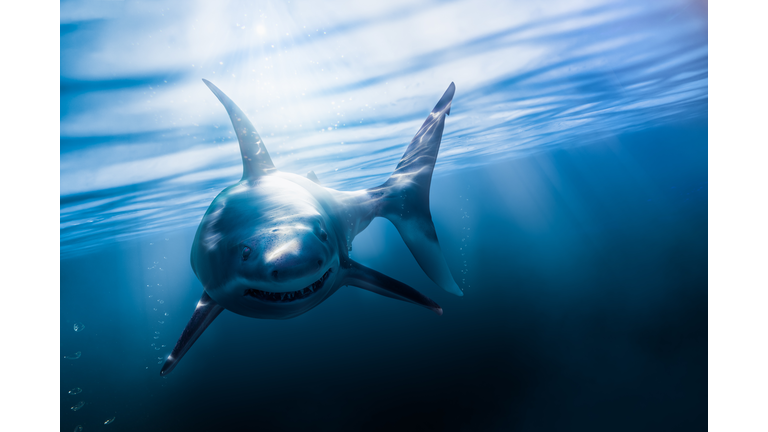 Great white shark swimming underwater