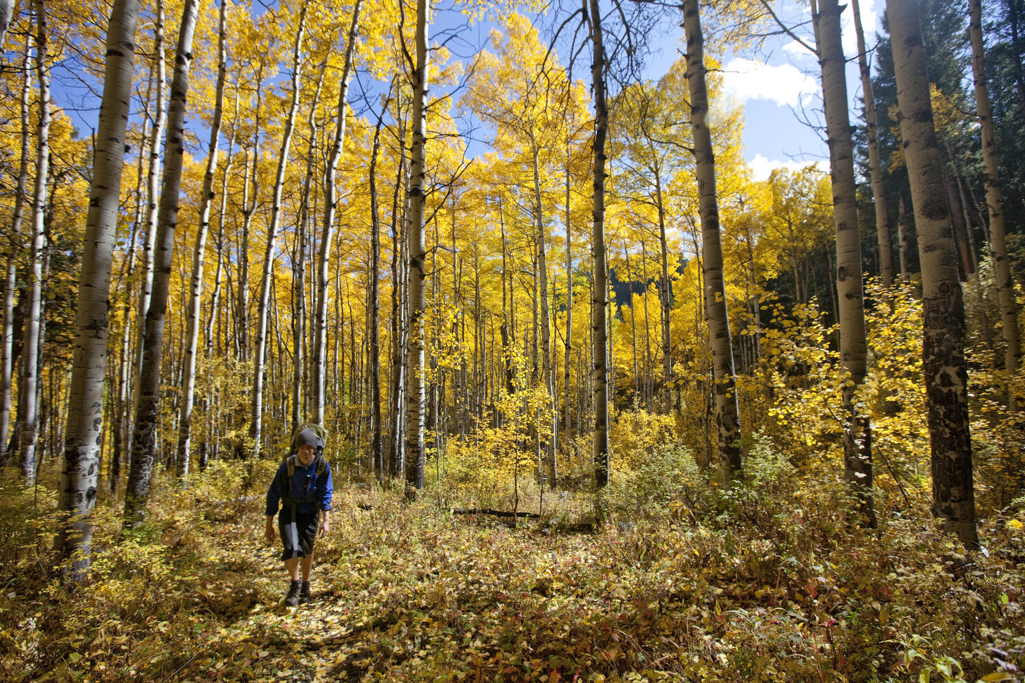 A male hikes through glowing Aspen trees on a sunny fall day in Colorado.