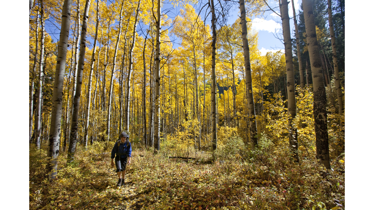 A male hikes through glowing Aspen trees on a sunny fall day in Colorado.
