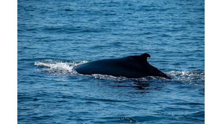 US-ANIMAL-OCEAN