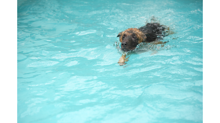 German shepherd dog swimming in pool