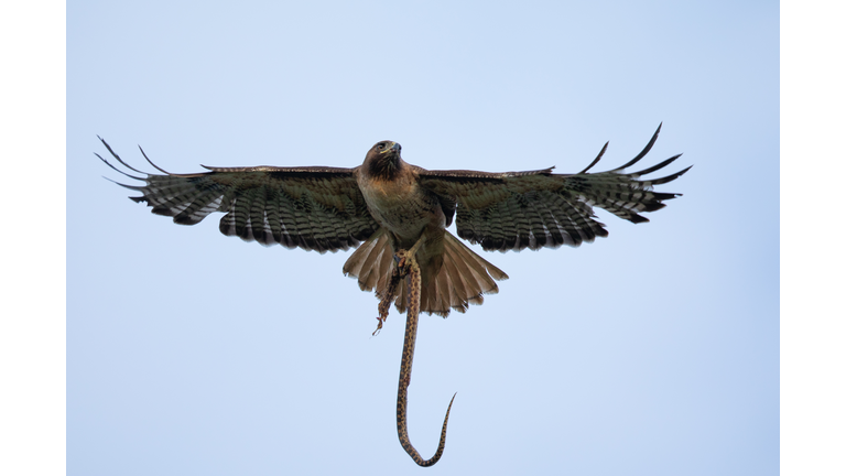 Very close view of a red-tailed hawk with a garter snake in its talons, seen in the wild in North California