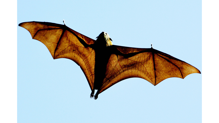 A grey-headed Flying-fox (Pteropus polio