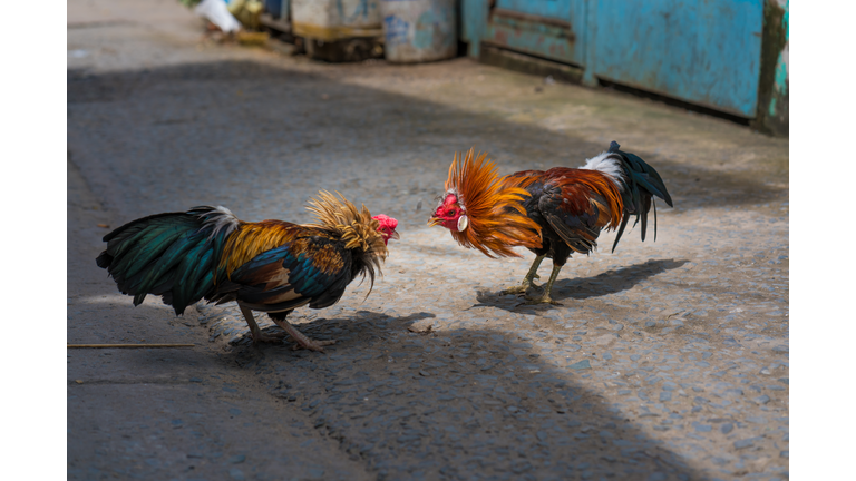 Cock Fighting