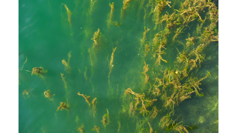 Hydrilla Water Plants