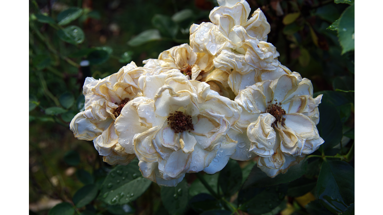 Wilted and sun dried flowers requiring dead-heading on a rose bush