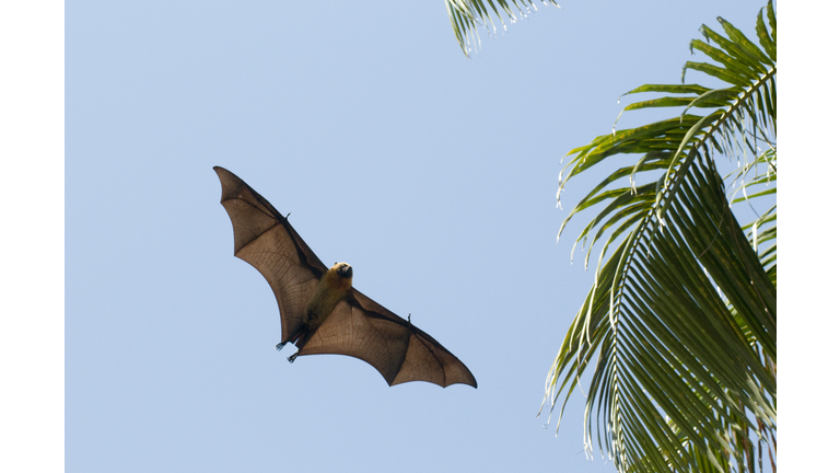 Seychelles Fruit Bat or Seychelles Flying Fox (Pteropus Seychellensis Comorensis) flying overhead, Mayotte, Indian Ocean