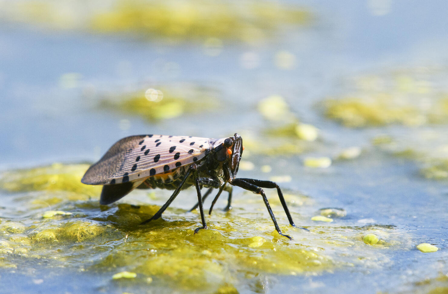 Close Up of Spotted Lanternfly Invasive Species in Pennsylvania