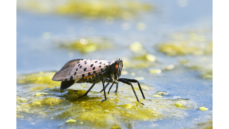 Close Up of Spotted Lanternfly Invasive Species in Pennsylvania