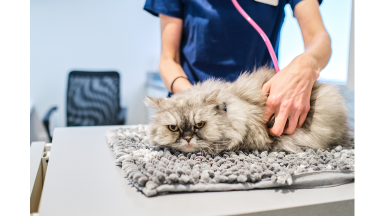 Unrecognizable veterinarian examining cat with stethoscope