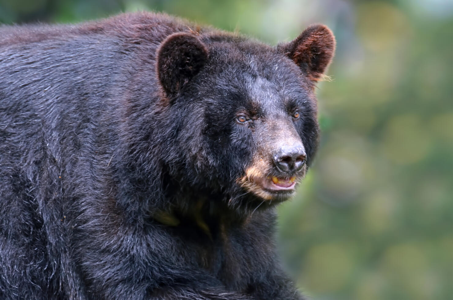 American black bear