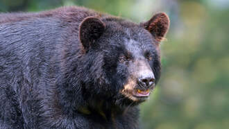 Altadena Homeowner Plans Lawsuit Over Persistent Bear