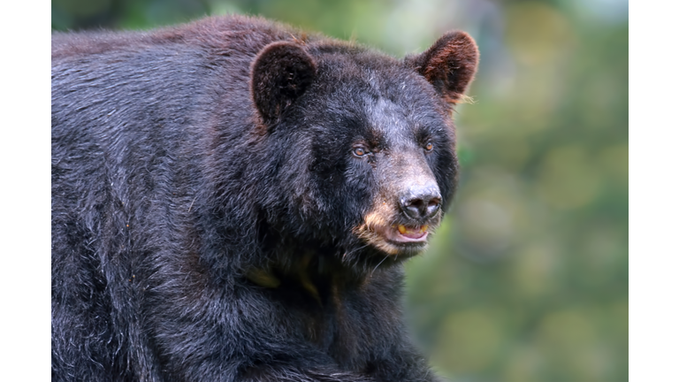 American black bear