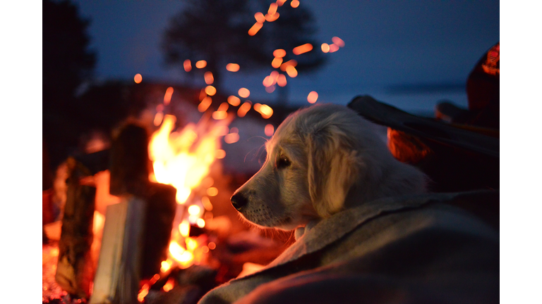 Golden retriever puppy sitting on camping chair front campfire at night