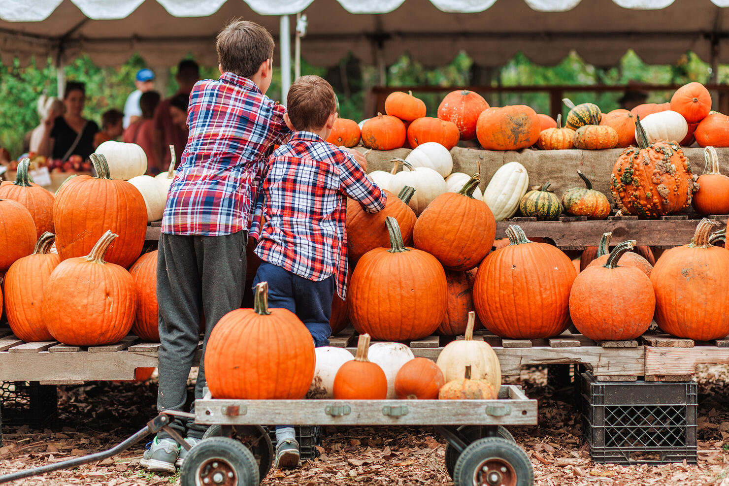 kids on a harvest festival at farm