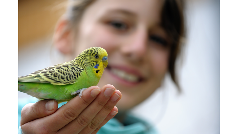 Cute Girl With A Budgie