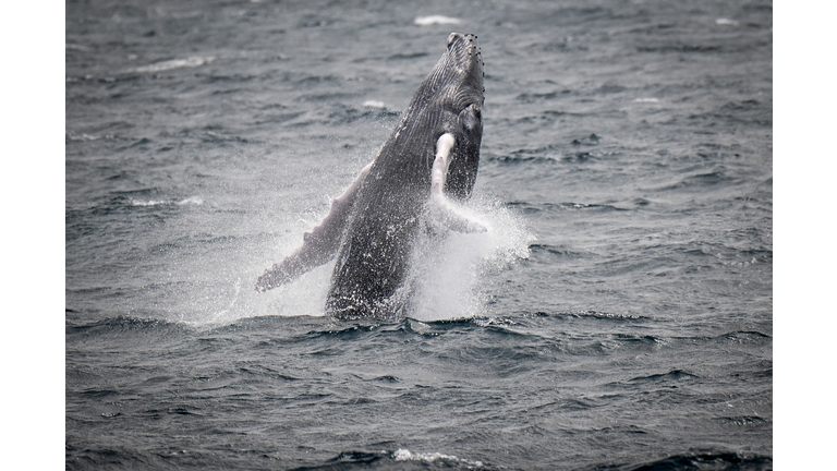 FRANCE-ANIMALS-WHALES