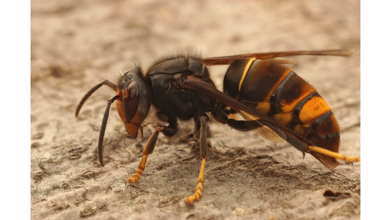 Closeup on a worker Asian long legged predatory hornet, Vespa velutina sitting on a piece of wood