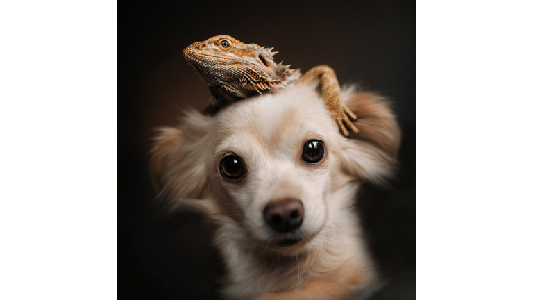 chihuahua dog posing with a lizard on its head