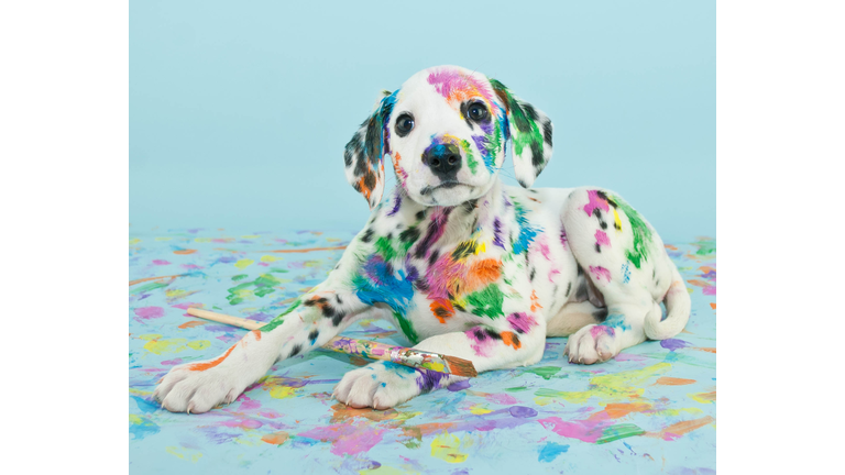 Painted puppy