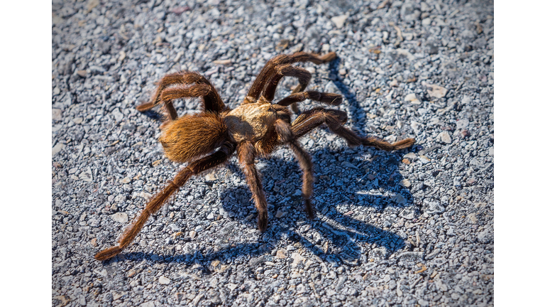 A Texas Brown Tarantula