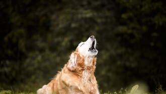 Dog Eats Couples' Passport Days Before They're Supposed To Go On Honeymoon