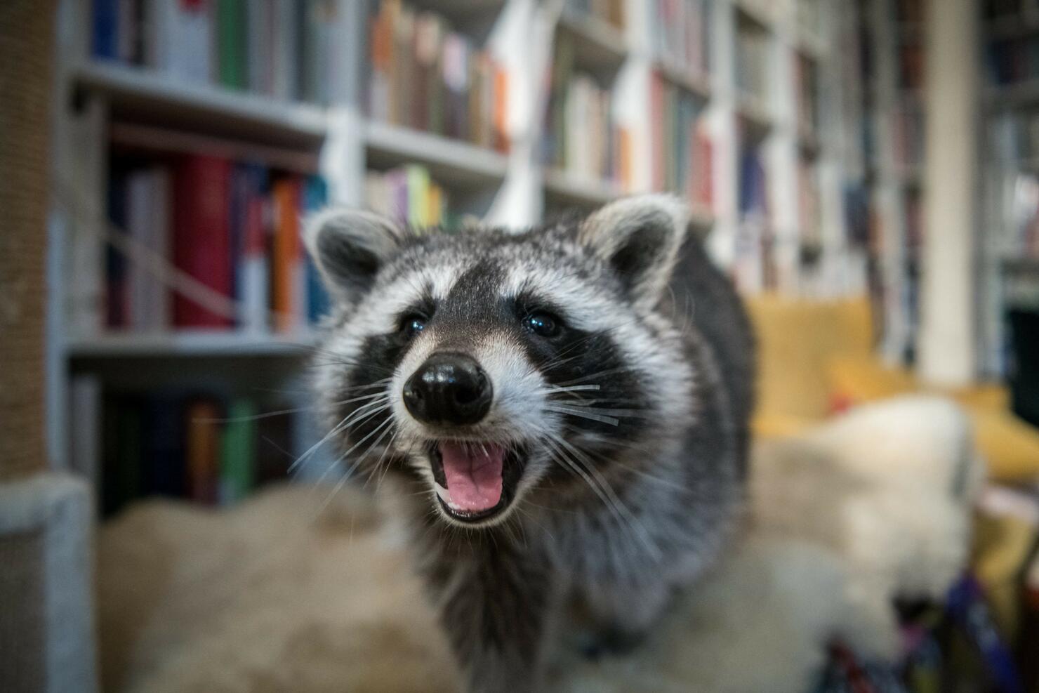 GERMANY-ANIMALS-LIFESTYLE-SOCIAL MEDIA-RACCOON