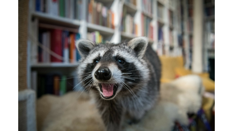 GERMANY-ANIMALS-LIFESTYLE-SOCIAL MEDIA-RACCOON