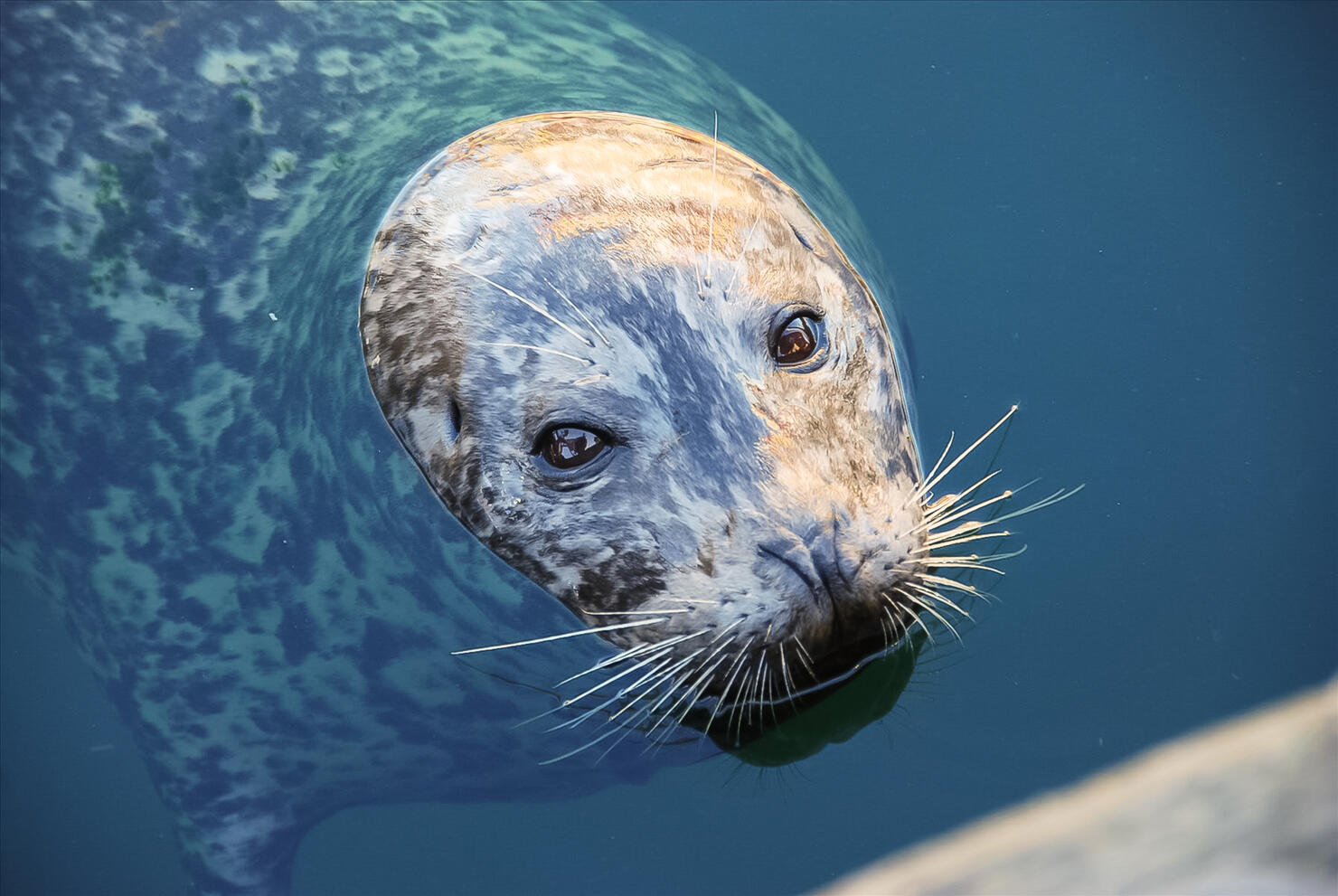 Protrait of a common harbor seal in the water looking directly at the camera.