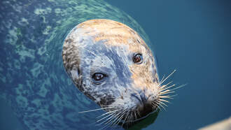 Seal Escapes Orcas by Jumping Onto Whale Watchers' Boat