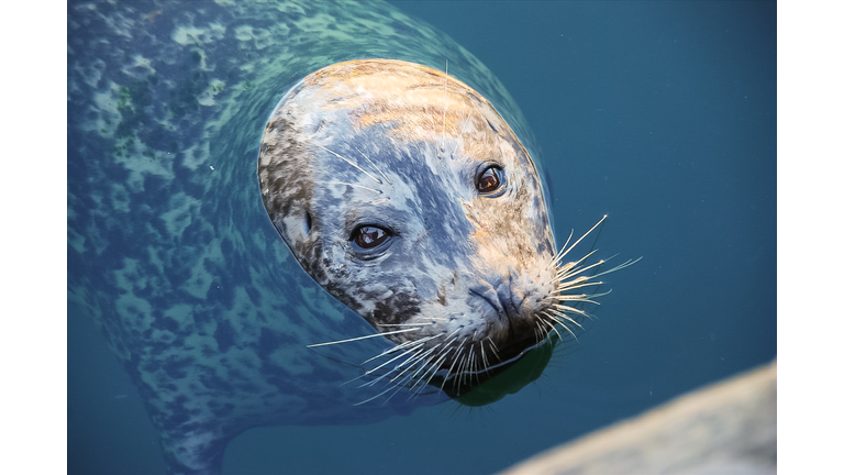 Protrait of a common harbor seal in the water looking directly at the camera.