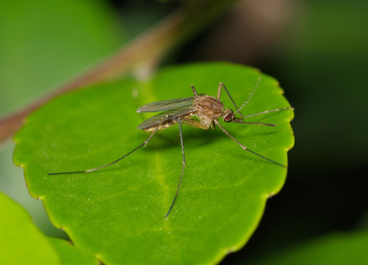 Mosquito on a green leaf during the night hours in Houston, TX.